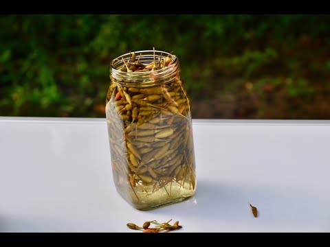 Chilli Pickle /Kanthari Uppilittathu